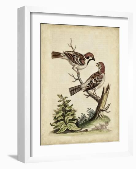 Edwards Bird Pairs VI-George Edwards-Framed Art Print