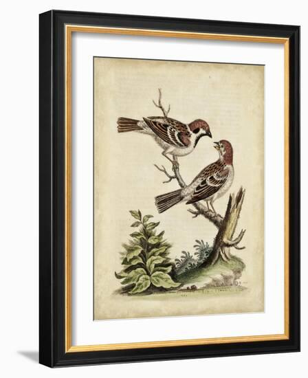 Edwards Bird Pairs VI-George Edwards-Framed Art Print