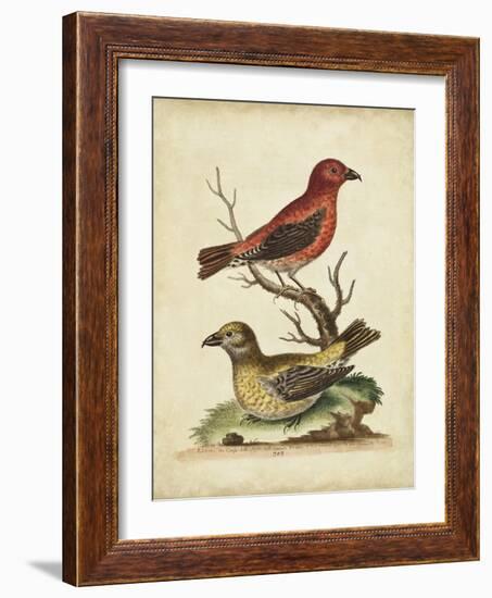 Edwards Cross Bills-George Edwards-Framed Art Print