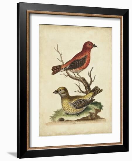 Edwards Cross Bills-George Edwards-Framed Art Print