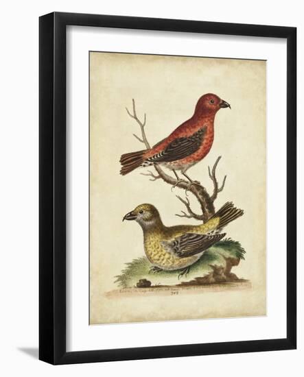 Edwards Cross Bills-George Edwards-Framed Art Print