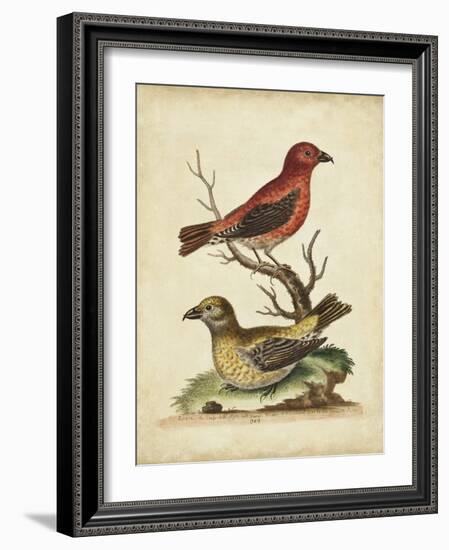 Edwards Cross Bills-George Edwards-Framed Art Print