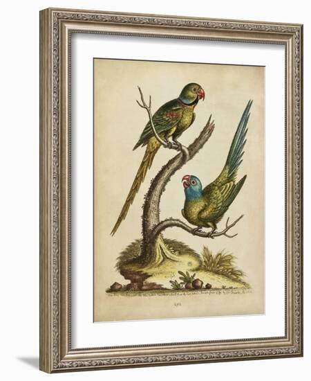 Edwards Parrots V-George Edwards-Framed Art Print