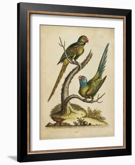 Edwards Parrots V-George Edwards-Framed Art Print