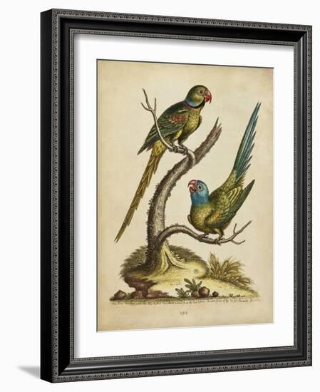 Edwards Parrots V-George Edwards-Framed Art Print