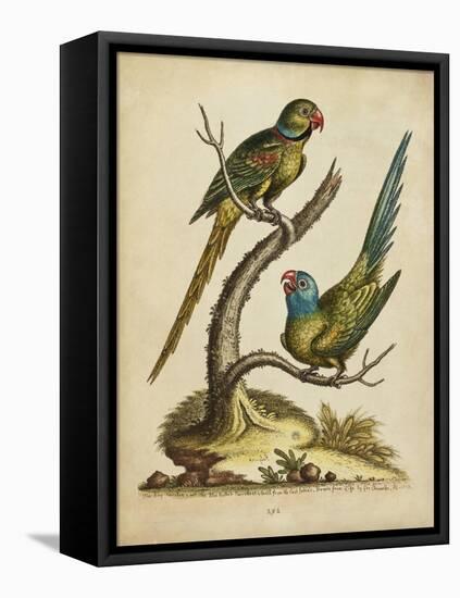 Edwards Parrots V-George Edwards-Framed Stretched Canvas