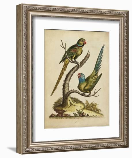 Edwards Parrots V-George Edwards-Framed Art Print