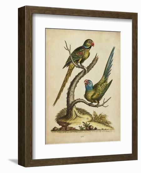 Edwards Parrots V-George Edwards-Framed Art Print