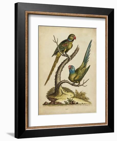 Edwards Parrots V-George Edwards-Framed Art Print