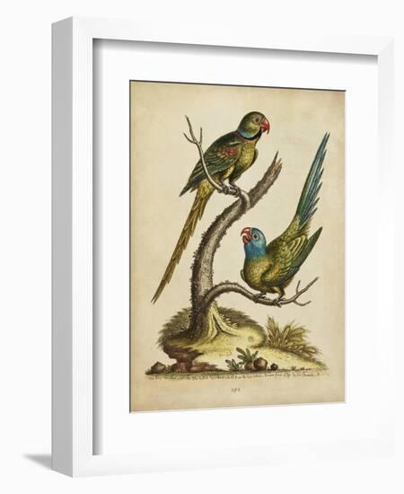 Edwards Parrots V-George Edwards-Framed Art Print