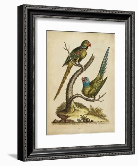 Edwards Parrots V-George Edwards-Framed Art Print