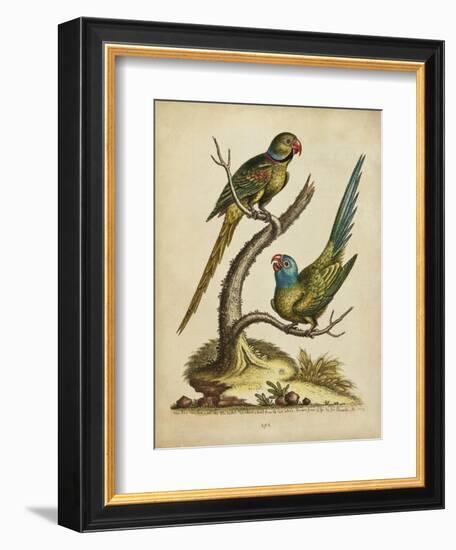 Edwards Parrots V-George Edwards-Framed Art Print