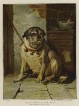 Throw Physic to the Dogs-Edwin Douglas-Giclee Print