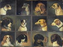 Twelve Favourite Dogs, 1883-Edwin Frederick Holt-Giclee Print