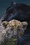 Black panther / melanistic Leopard (Panthera pardus) female with normal spotted cub, captive.-Edwin Giesbers-Photographic Print