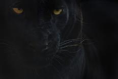 Close Up Head Portrait Of Melanistic - Black Leopard (Panthera Pardus) Captive-Edwin Giesbers-Photographic Print