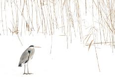 Grey heron standing on snow with reeds. The Netherlands-Edwin Giesbers-Photographic Print