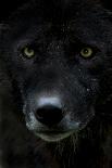 Grey Wolf (Canis Lupus) Head, Captive-Edwin Giesbers-Photographic Print