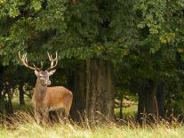 Red Deer Stag in Thick Fog, Dyrehaven, Denmark-Edwin Giesbers-Photographic Print