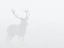 Red Deer Stag in Thick Fog, Dyrehaven, Denmark-Edwin Giesbers-Photographic Print