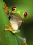 Red Eyed Tree Frog Portrait, Costa Rica-Edwin Giesbers-Photographic Print