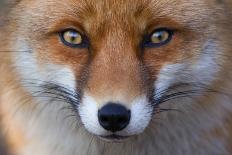 Red Fox (Vulpes Vulpes) Captive Portrait-Edwin Giesbers-Photographic Print