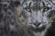 Close Up Head Portrait Of Melanistic - Black Leopard (Panthera Pardus) Captive-Edwin Giesbers-Photographic Print