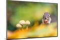 Photographic Print