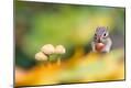 Photographic Print