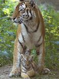 Siberian Tiger Mother with Young Cub Resting Between Her Legs-Edwin Giesbers-Photographic Print