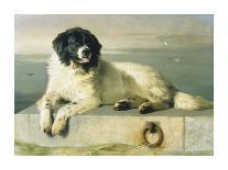 A Distinguished Member Of The Humane Society-Edwin Landseer-Premium Giclee Print