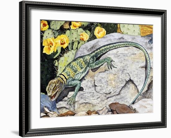 Eeastern Collared Lizard (Crotaphytus Collaris), Crotaphytidae-null-Framed Giclee Print