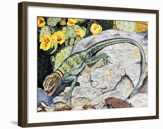 Eeastern Collared Lizard (Crotaphytus Collaris), Crotaphytidae--Framed Giclee Print