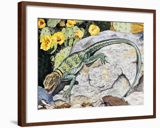 Eeastern Collared Lizard (Crotaphytus Collaris), Crotaphytidae-null-Framed Giclee Print