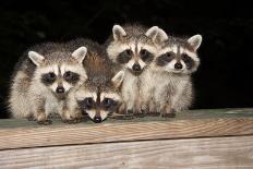 Four Cute Baby Raccoons on A Deck Railing-EEI_Tony-Framed Photographic Print