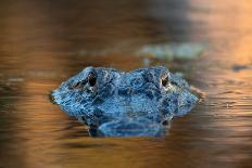 Large American Alligator in the Water-EEI_Tony-Photographic Print