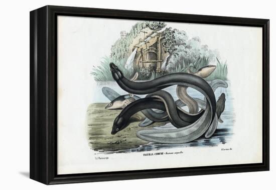 Eel, 1863-79-Raimundo Petraroja-Framed Premier Image Canvas