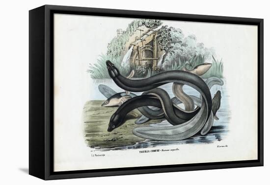 Eel, 1863-79-Raimundo Petraroja-Framed Premier Image Canvas