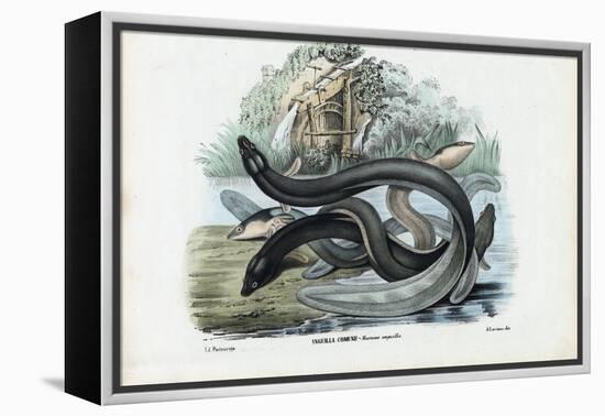 Eel, 1863-79-Raimundo Petraroja-Framed Premier Image Canvas