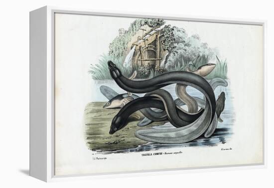 Eel, 1863-79-Raimundo Petraroja-Framed Premier Image Canvas