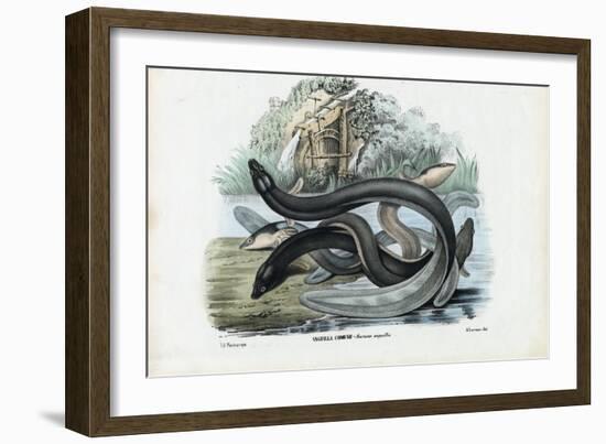 Eel, 1863-79-Raimundo Petraroja-Framed Giclee Print