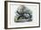 Eel, 1863-79-Raimundo Petraroja-Framed Giclee Print