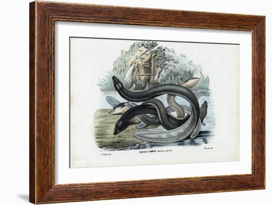 Eel, 1863-79-Raimundo Petraroja-Framed Giclee Print