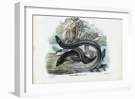 Eel, 1863-79-Raimundo Petraroja-Framed Giclee Print