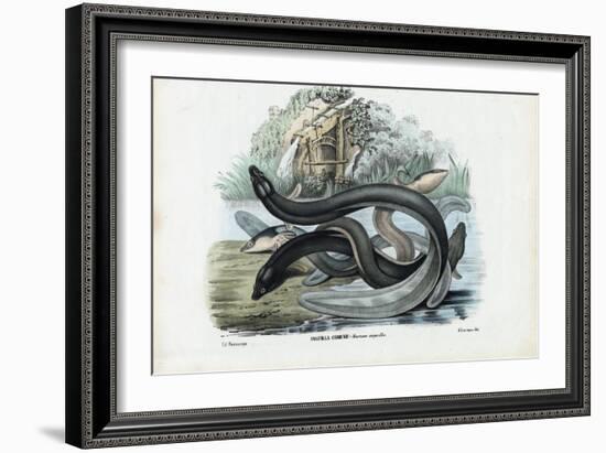 Eel, 1863-79-Raimundo Petraroja-Framed Giclee Print