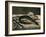 Eel and Red Mullet, 1864-Edouard Manet-Framed Giclee Print