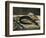 Eel and Red Mullet, 1864-Edouard Manet-Framed Giclee Print