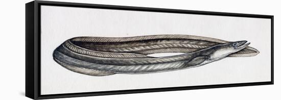 Eel (Anguilla Anguilla), Anguillidae-null-Framed Premier Image Canvas