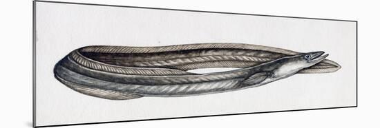 Eel (Anguilla Anguilla), Anguillidae-null-Mounted Giclee Print