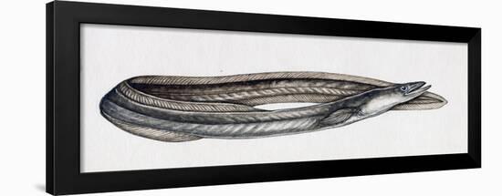 Eel (Anguilla Anguilla), Anguillidae-null-Framed Giclee Print